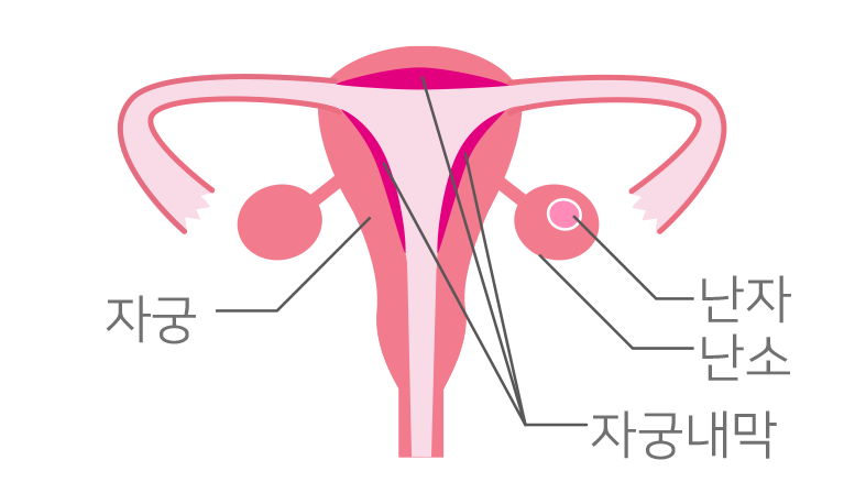 卵巣の中で卵子が成長