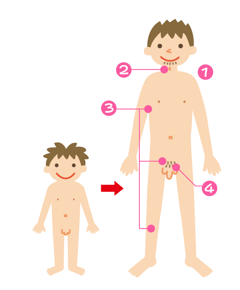 男の子のからだの外側で起こる変化