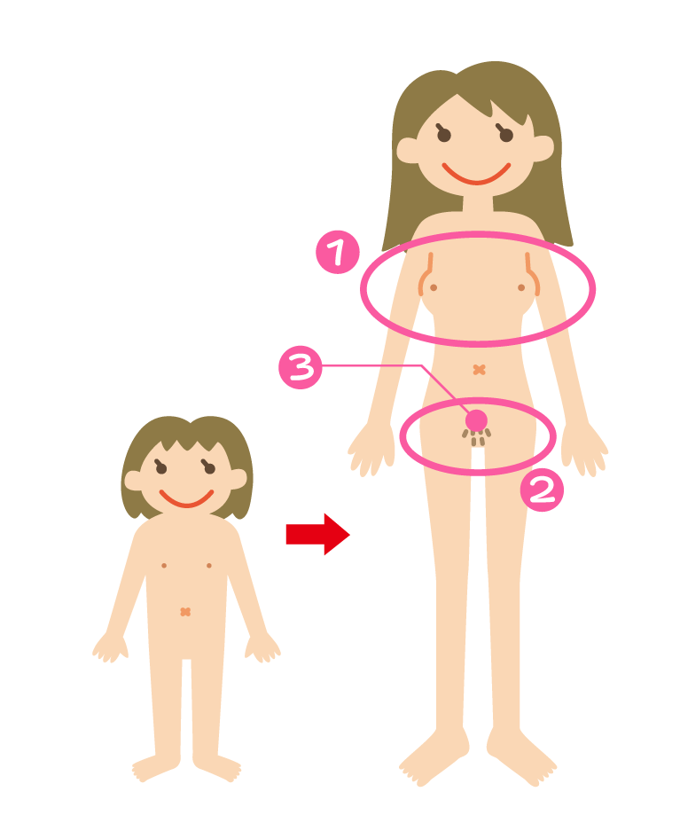 女の子のからだの外側で起こる変化